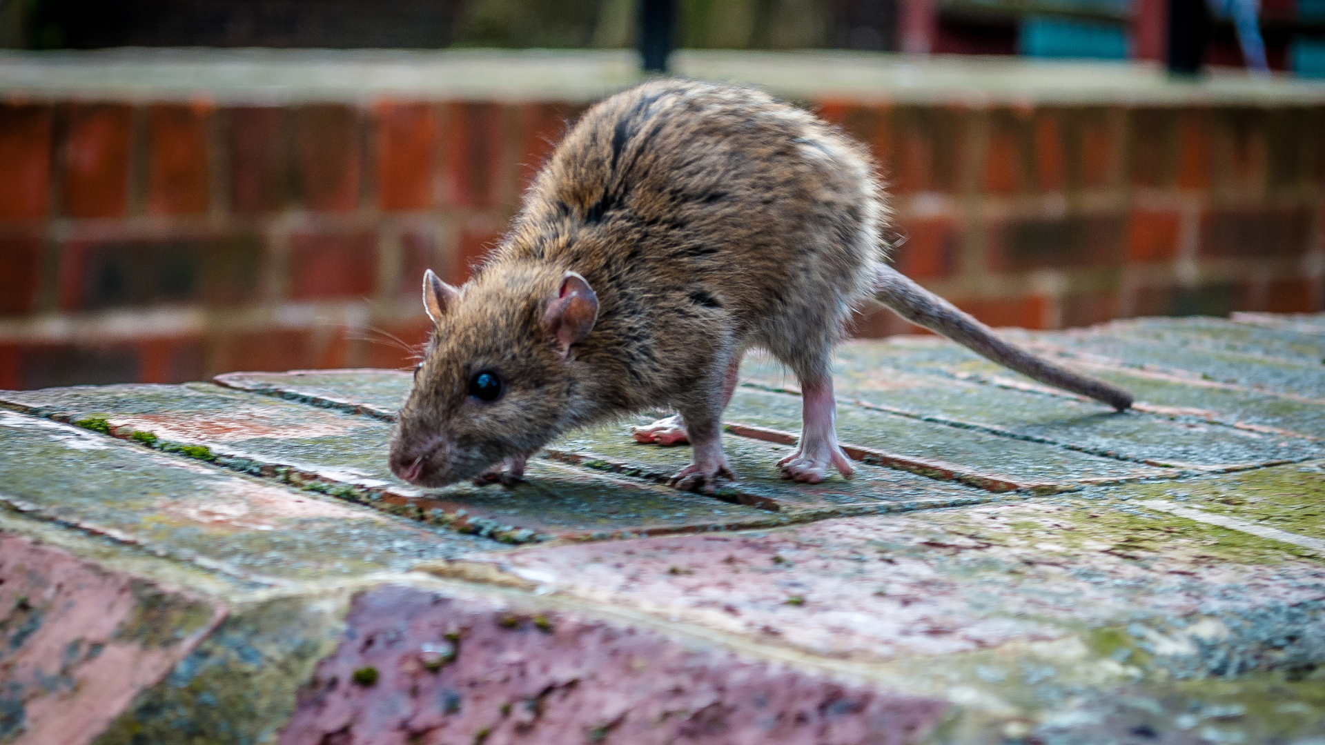 Rat