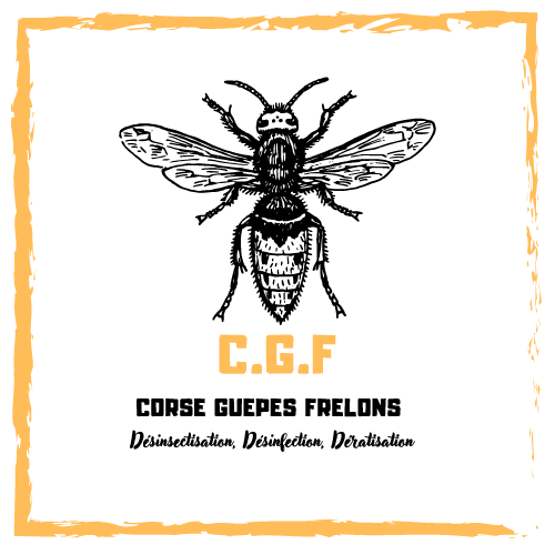 Corse Guêpes Frelons